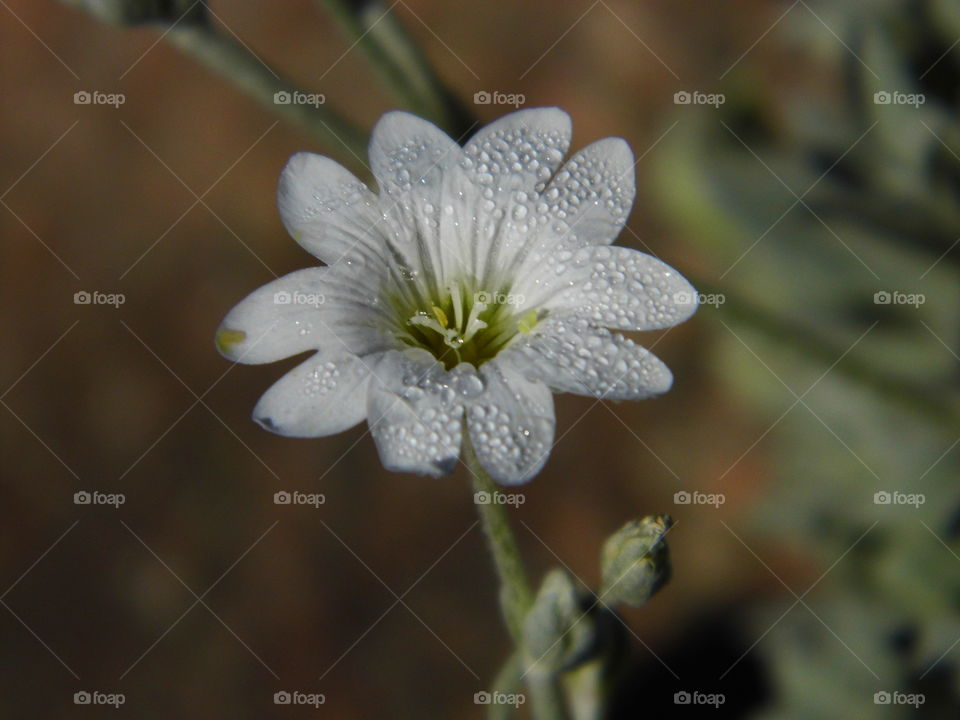 white flower in the garden