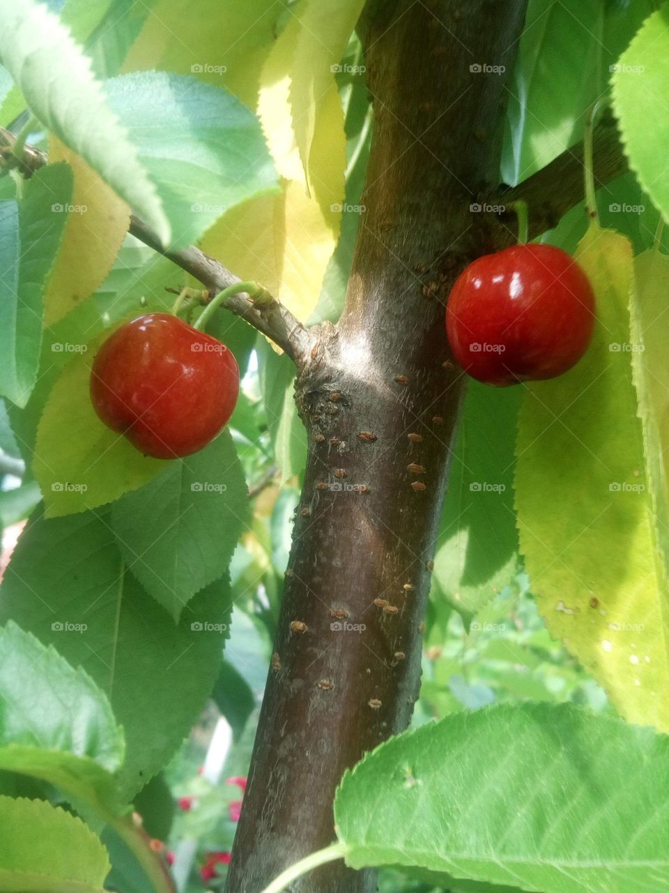 Cherries