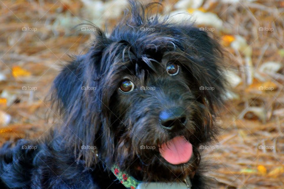 Labradodle Puppy