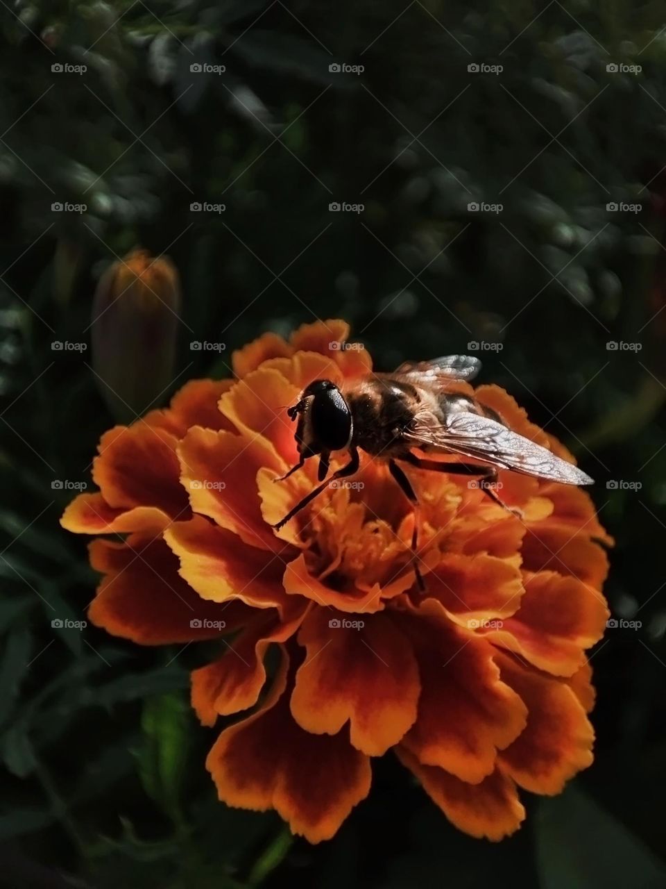Macro photo of flower growing in the garden