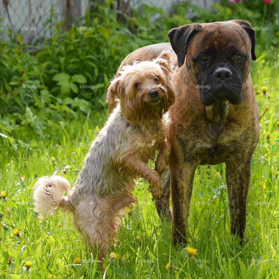 Dog, Cute, Mammal, Grass, Pet