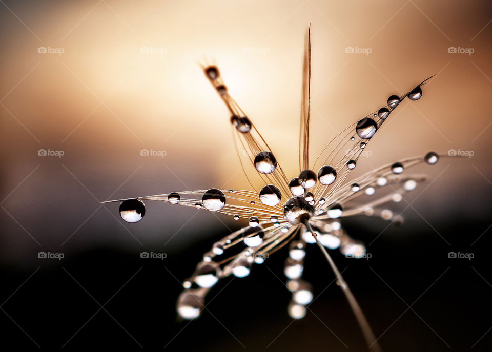 Macro. Seeds. Dandelion. Water drops. Dew. Rain.