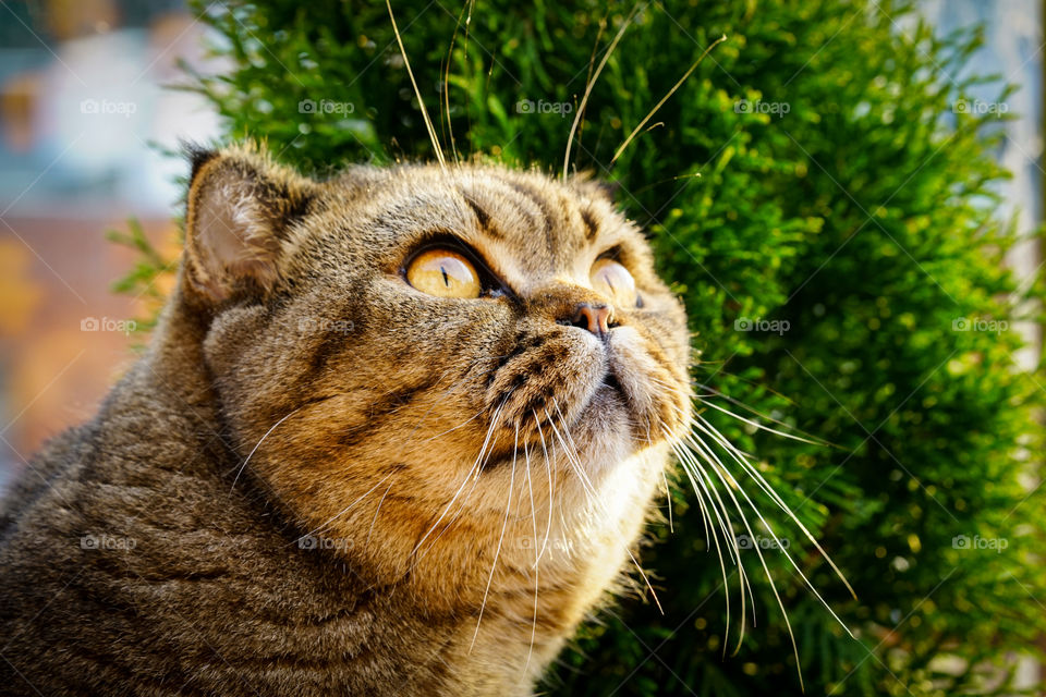 beautiful brown stripped scottish fold cat looking away