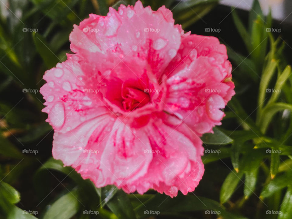 Light pink flower