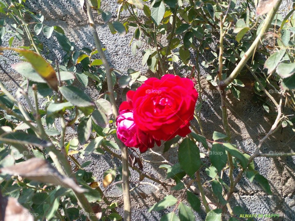 rose