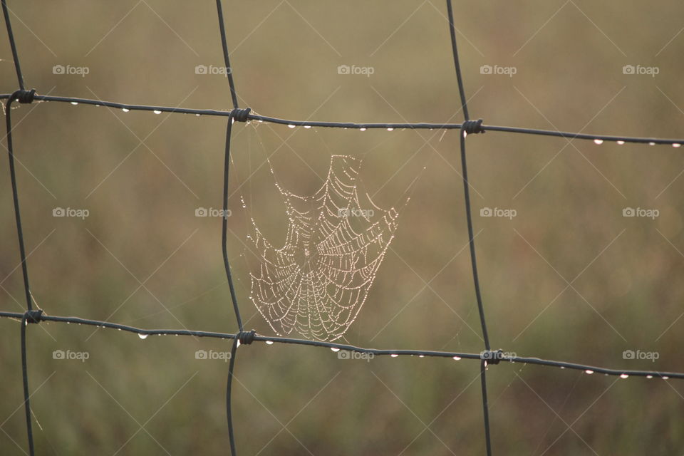 Spiderweb on barbed wire fence
