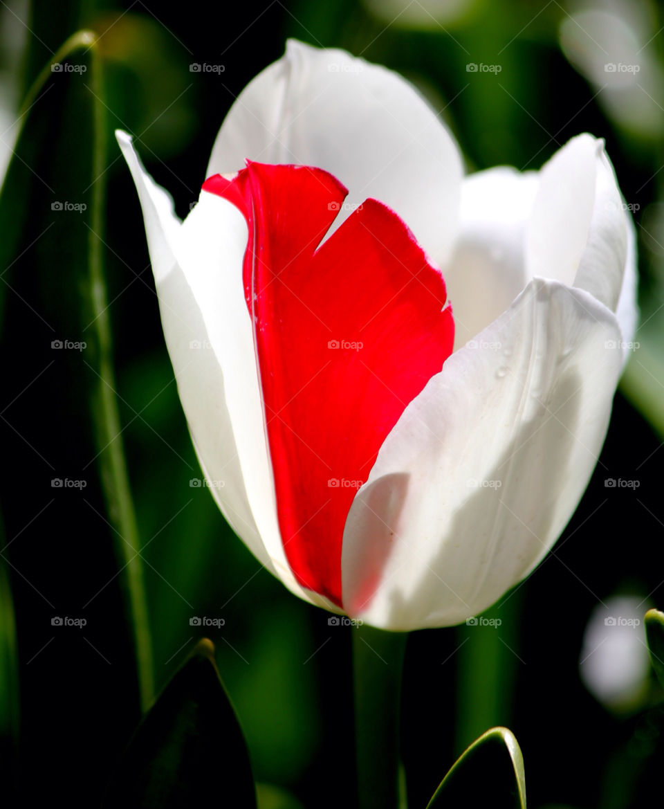 spring garden nature flower by cataana