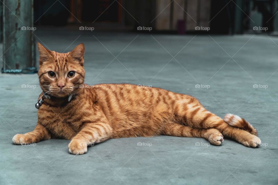 Beautiful and cute cat