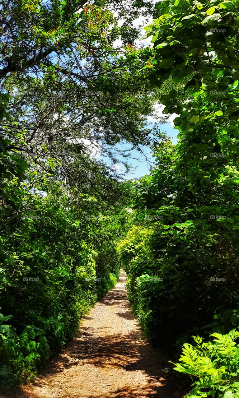 Road in the field,path, tree,green, foliage,countryside,rural,nature,landscape,colorful,field,floral,season,road