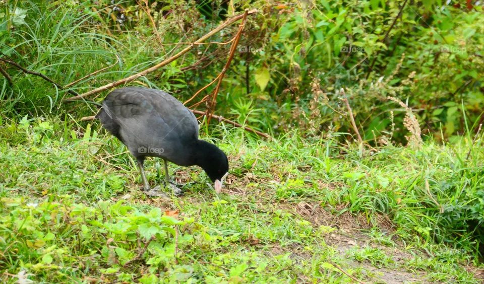 Wasservogel auf Nahrungsuche
