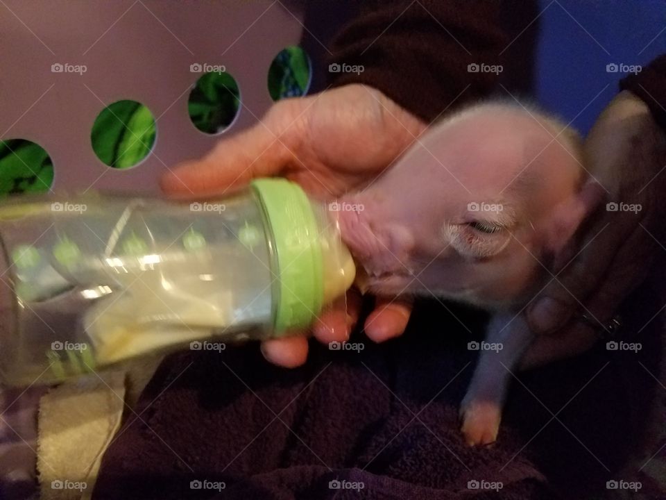 baby piglet feeding bottle