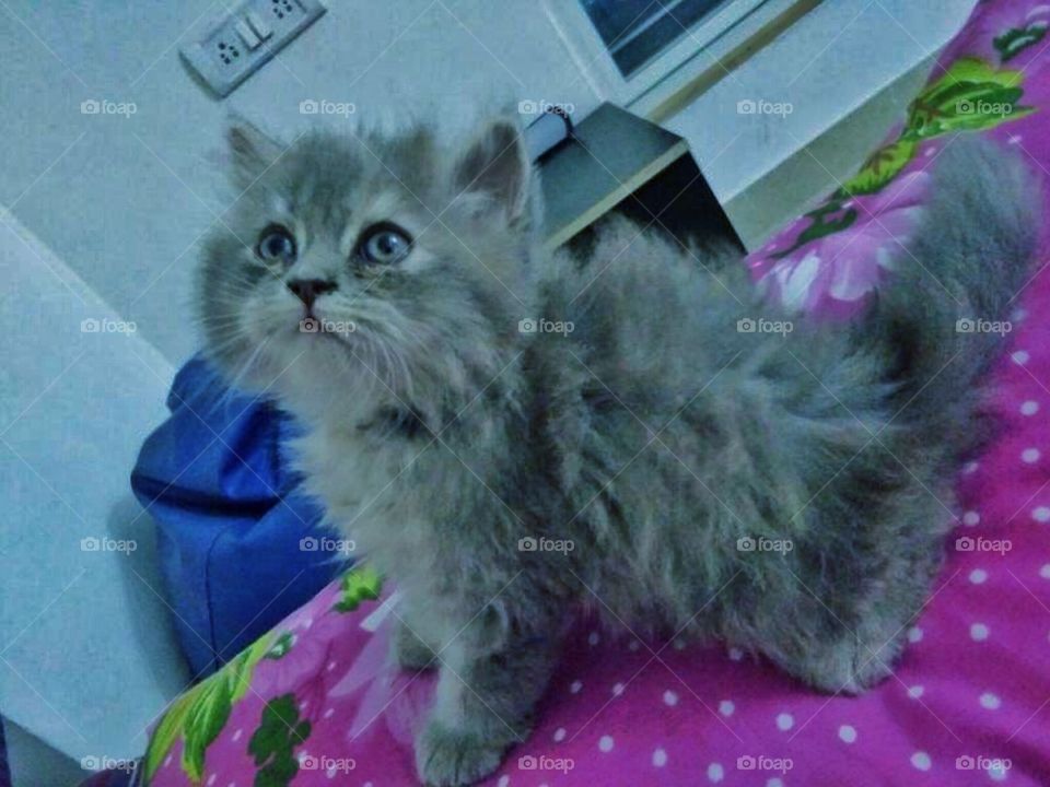 Fluffy Grey Cat