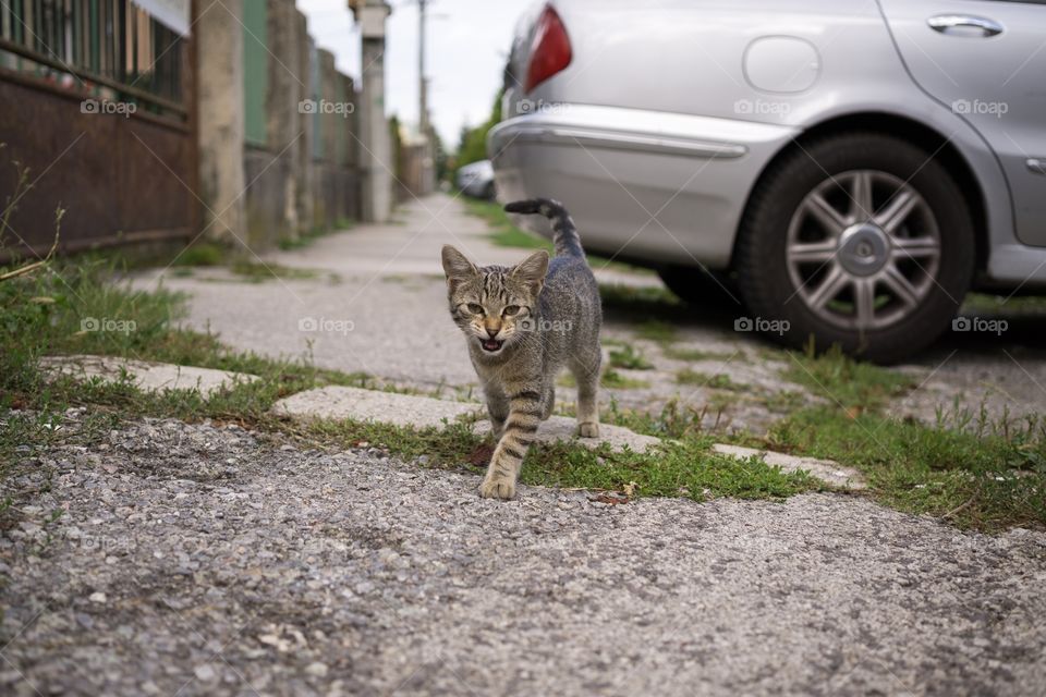 Kitten on the street