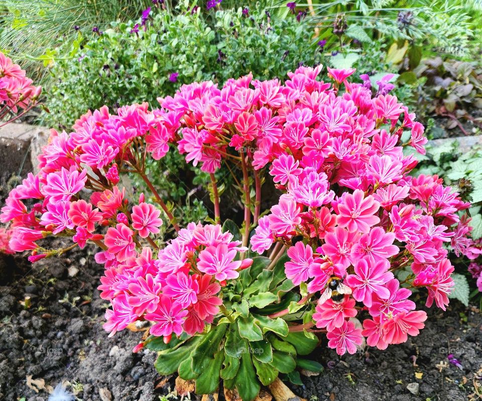 lewisia