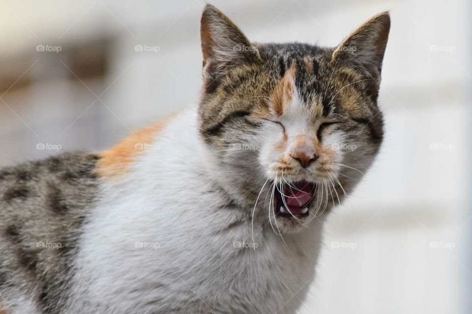 Captured this shot of a cat meowing.