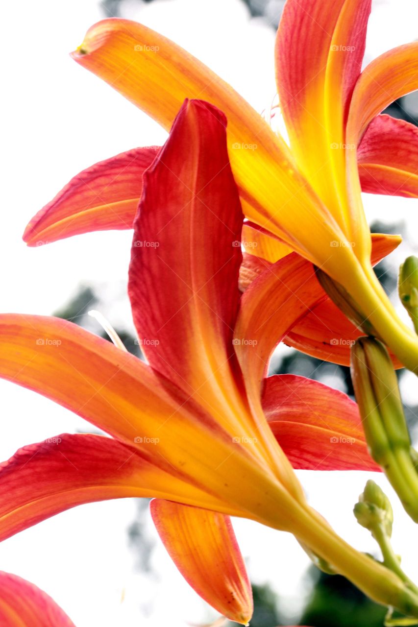 Orange lilies #1