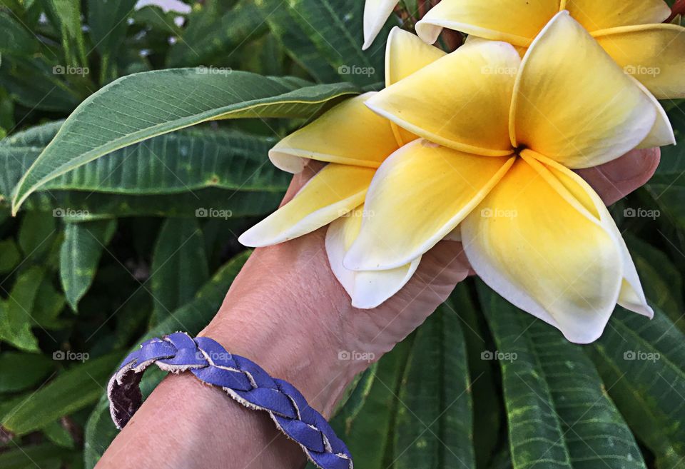 Tropical flowers 