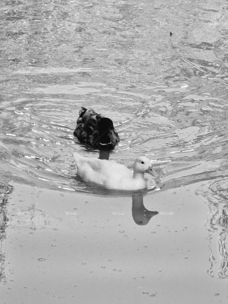 Black White Ducks
