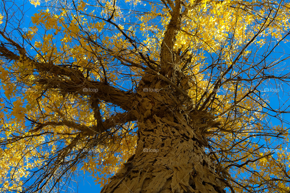 Low angle view of autumn tree