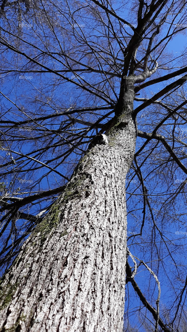 Beanstalk Tree to the Sky