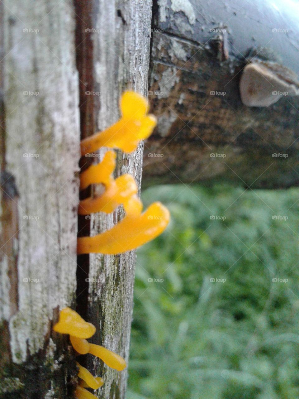 yellow fungi