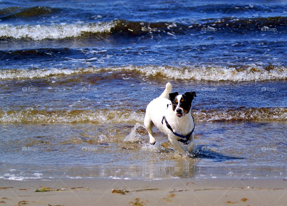 Happy dog. Cute dog playing in the ocean