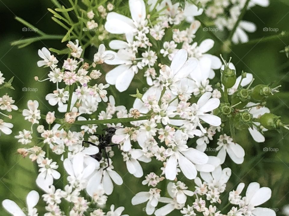 Cilantro Flowers 