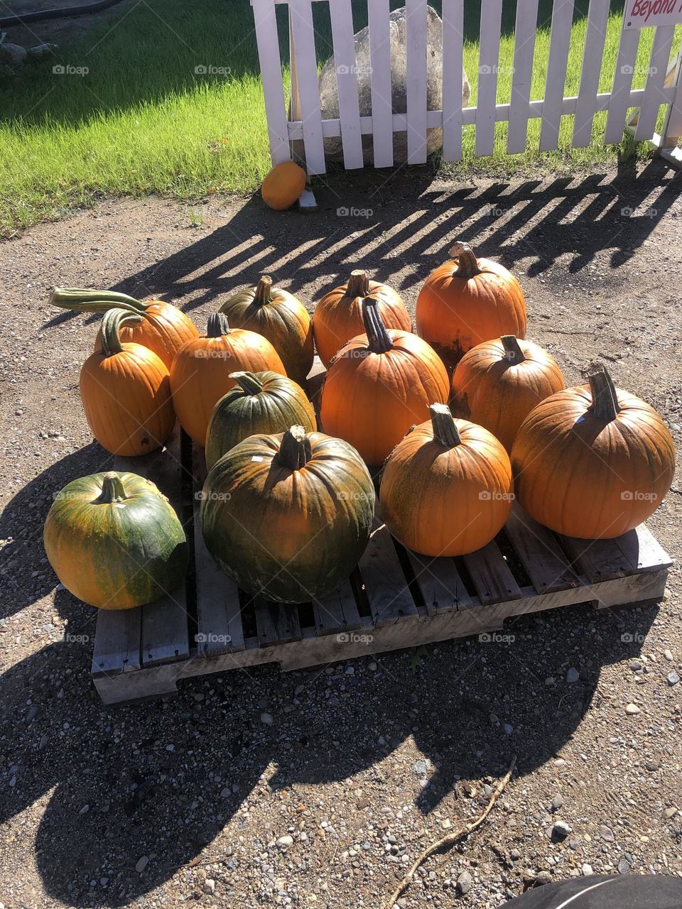 Orange and Green Pumpkins on Pallet of Wood Fall time 