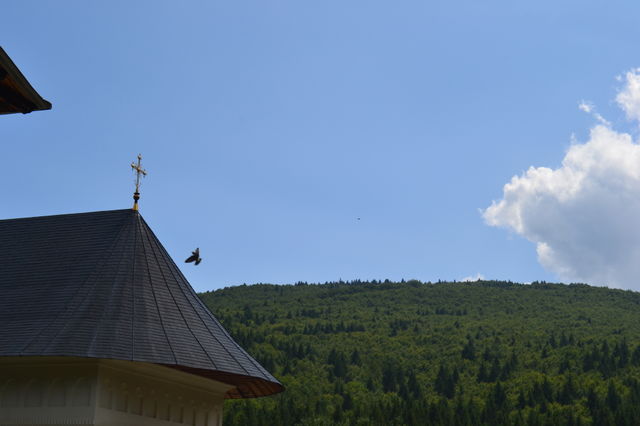 Putna Hermitage Flying Bird