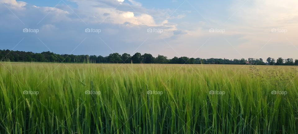 grain field