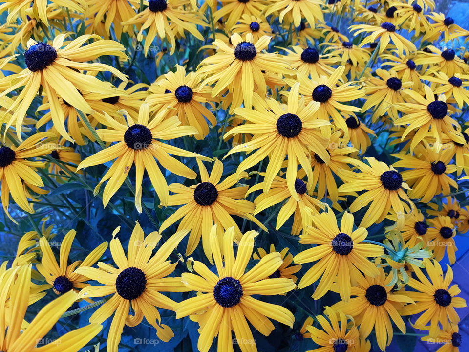 Yellow flowers