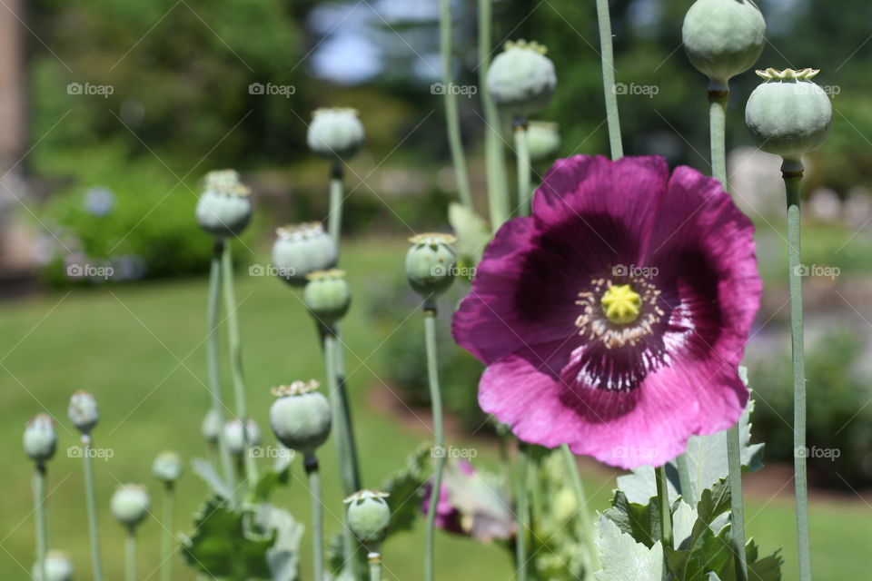 An early poppy blooming