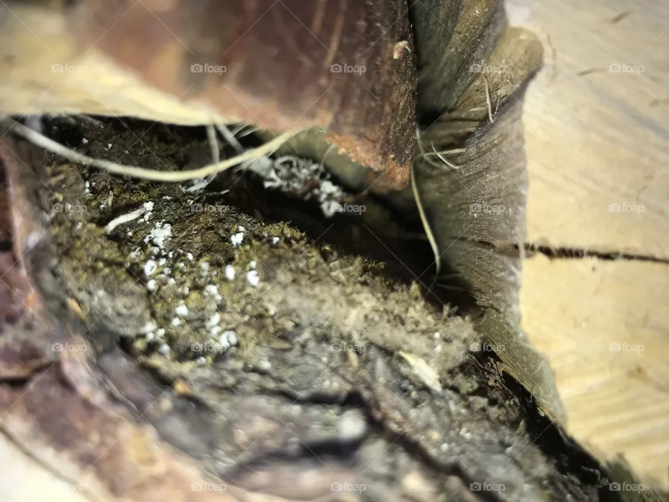 Wood