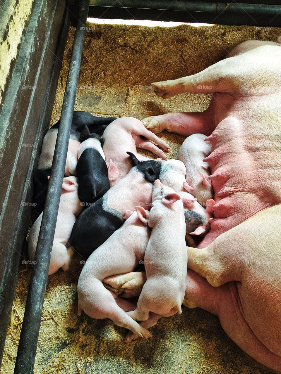 green yellow nature red by somebeach