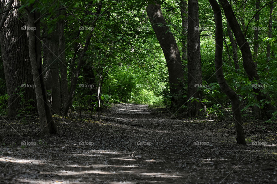 Hiking trail in woods in Columbus, Oh