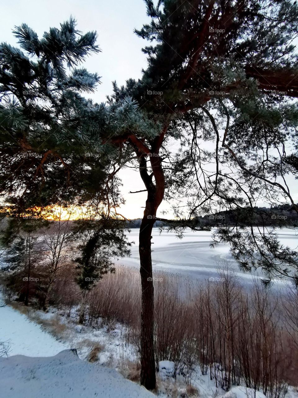 Pine at the lake