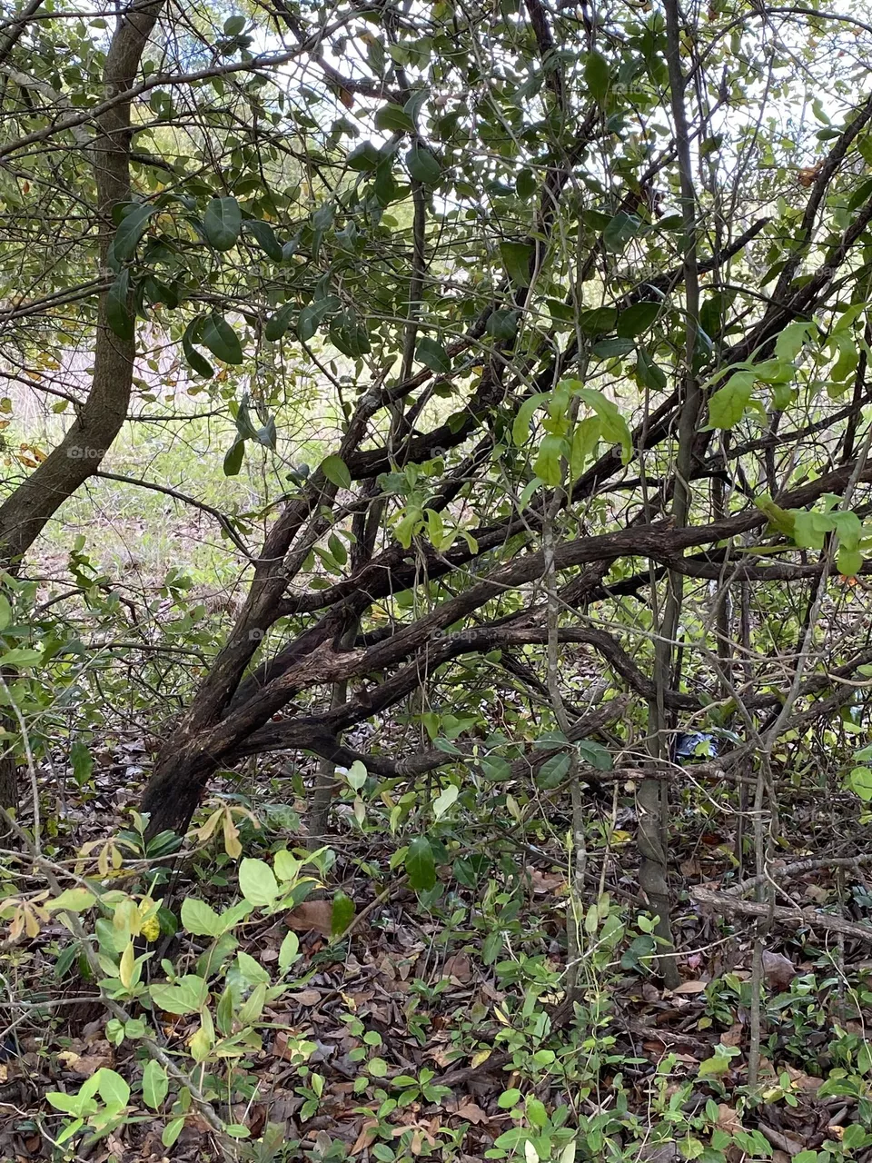 A tree 
