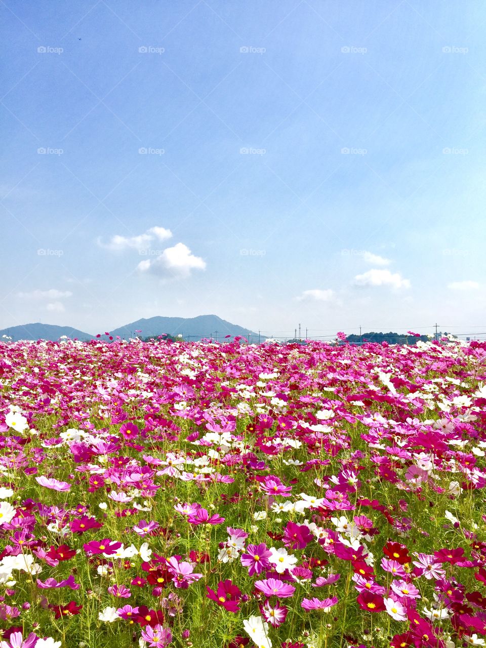 cosmos field