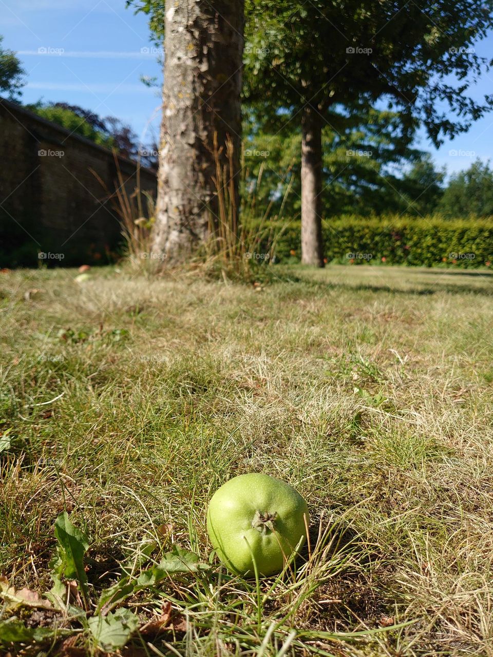 The apple fel from the tree