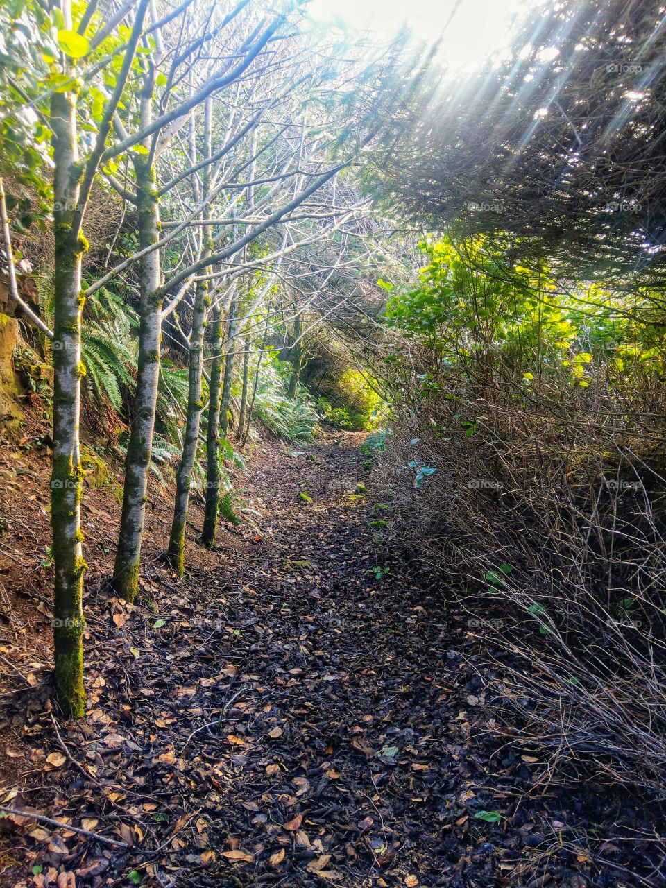 Trail through the woods