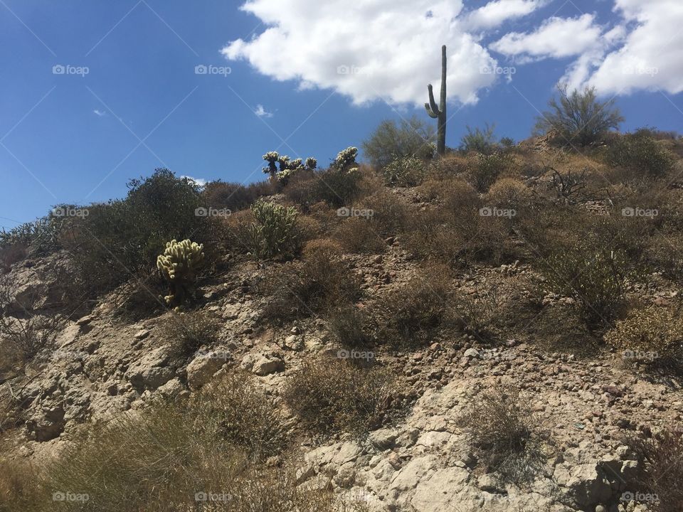 Desert plant life