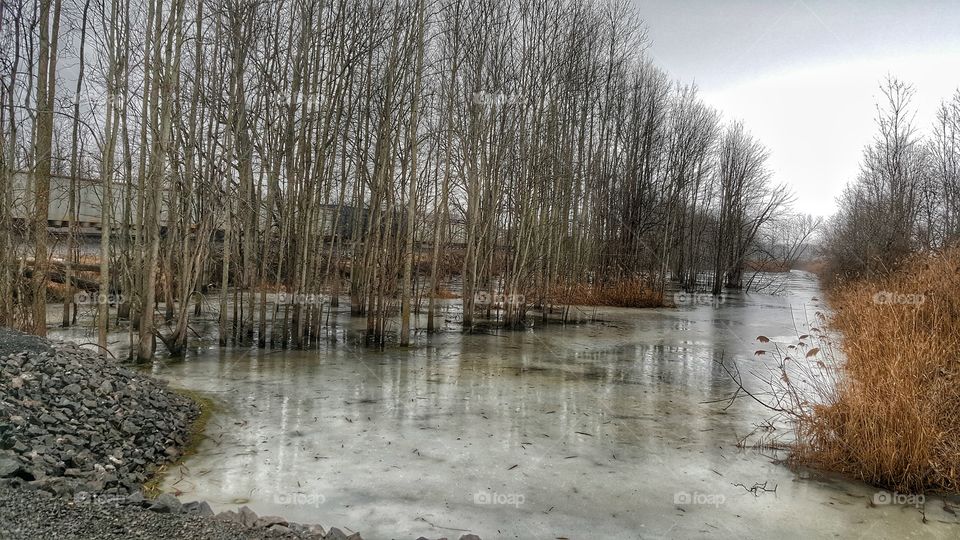 Frozen Swamp