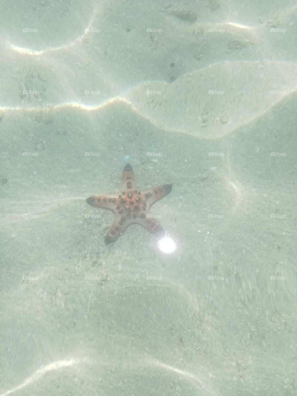 Starfish are marine invertebrates & are flat aquatic animals that move slowly and stick to the ocean they can live up to 35yrs.