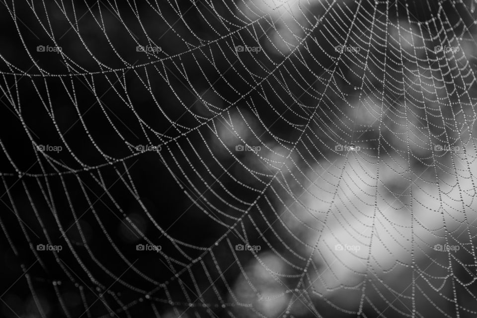 Spiderweb