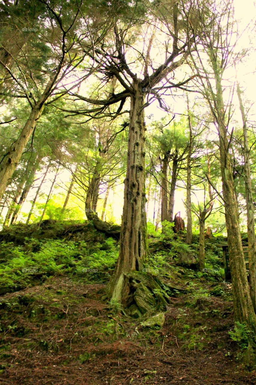 Alaska Forest