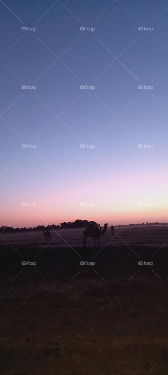 sunset and camel