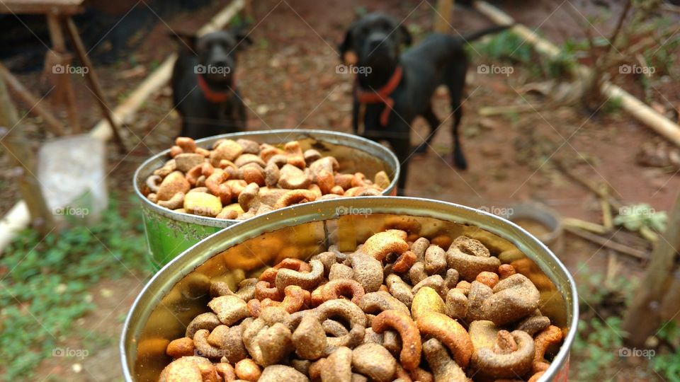 Ração dos cachorros.