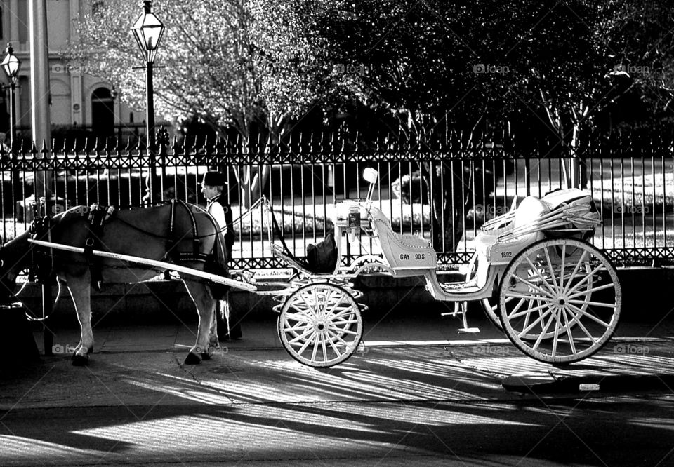 black and white horse and carriage wrought iron fence classic cityscape