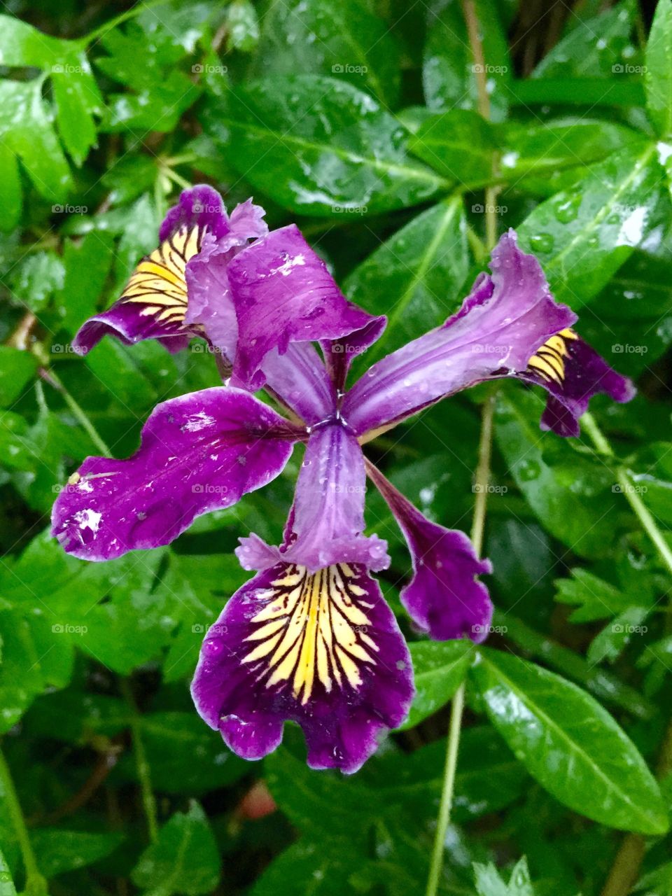 Flower. Purple and yellow Iris