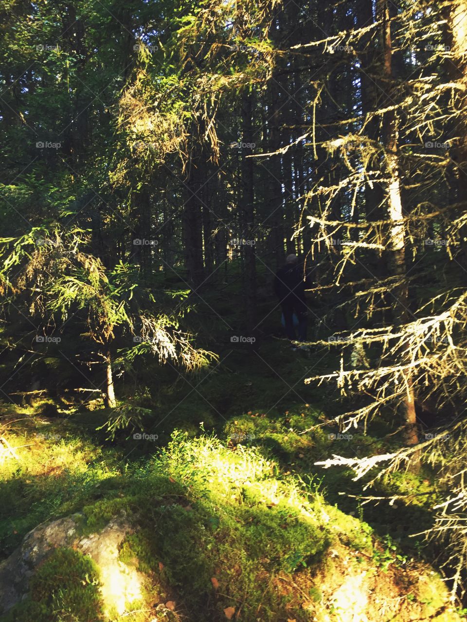 People searching for mushrooms in the forest